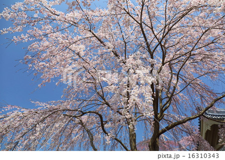 京都 醍醐寺 枝垂れ桜 京都 醍醐寺 枝垂れ桜 16310343