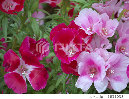 ゴデチア イロマツヨイグサ の写真素材