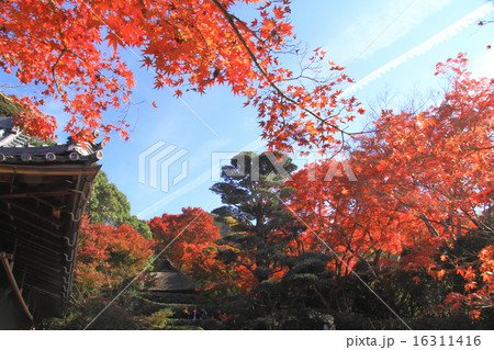 金福寺（京都）庭園の紅葉 16311416