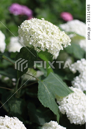 長谷寺 眺望散策路のあじさい 長谷寺 眺望散策路のあじさい 16311488