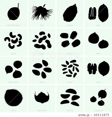 Nuts 16311875
