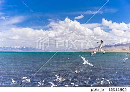 中国 青海省 青海湖 中国 青海省 青海湖 16311906