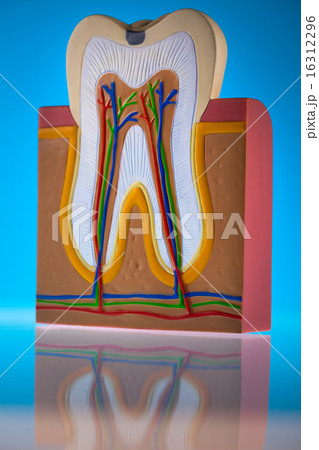 Tooth, bright colorful tone concept 16312296