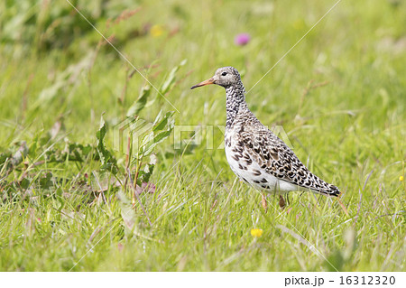 Female ruff (Philomachus pugnax) 16312320