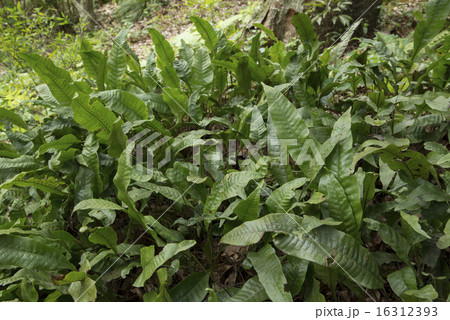 クリハラン 16312393