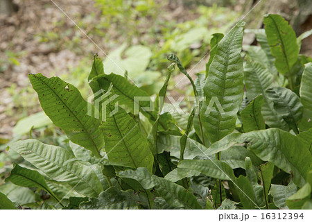 クリハラン 16312394