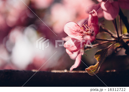 Beautiful apple tree flowers 16312722