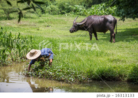 Thai Farmer and buffalo 16313133