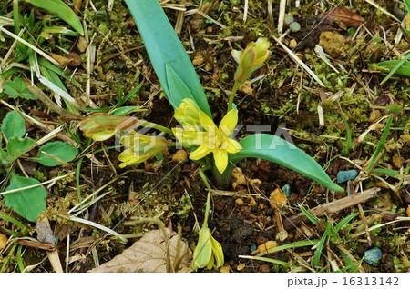 早春の野の花・キバナノアマナの可憐な花と蕾・俯瞰横位置 16313142