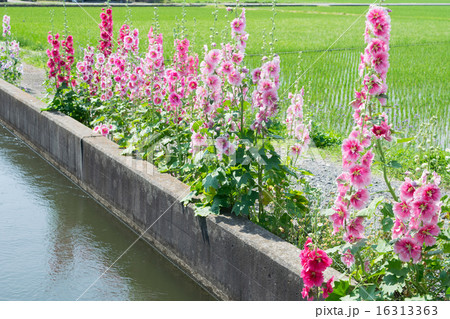 初夏の用水路５ 16313363