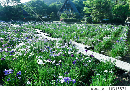 九州で唯一の、宮地嶽神社にあります、江戸菖蒲苑です。約十種五万株が栽培されています。 九州で唯一の、宮地嶽神社にあります、江戸菖蒲苑です。約十種五万株が栽培されています。 16313371