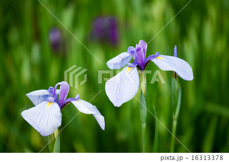 初夏を彩る、江戸菖蒲です。　 16313378