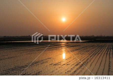 水田に沈む夕日７（バリエーションあり。No.15306356） 16313411