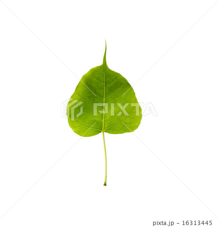 Green leaf Pho leaf, bo leaf, isolated on white 16313445