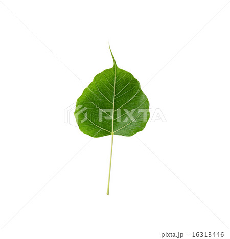 Green leaf Pho leaf, bo leaf, isolated on white Green leaf Pho leaf, bo leaf, isolated on white 16313446