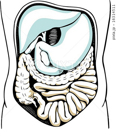 Internal digestive system 16314511