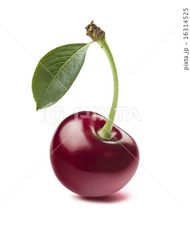 Single wild cherry isolated on white background Single wild cherry isolated on white background 16314525