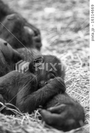 baby gorilla sleeping on mother baby gorilla sleeping on mother 16314669