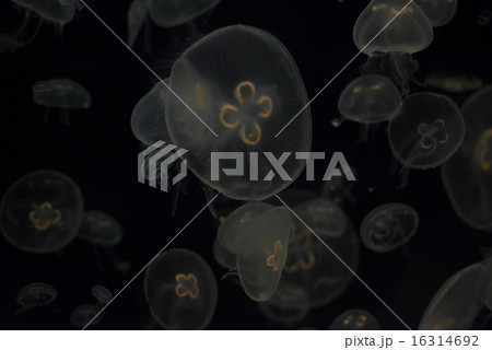 jellyfish isolated on black 16314692