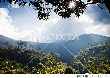 Tea plantation landscape in Sri Lanka 16314896