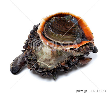 Veined rapa whelk covered with small mussels 16315264
