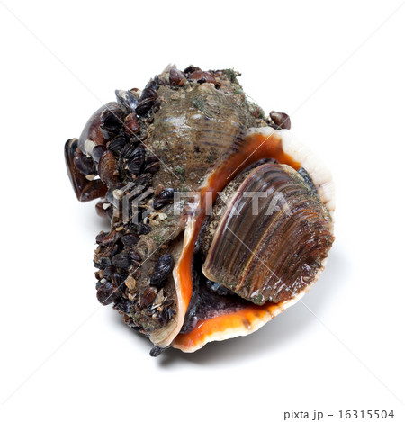 Veined rapa whelk covered with small mussels 16315504