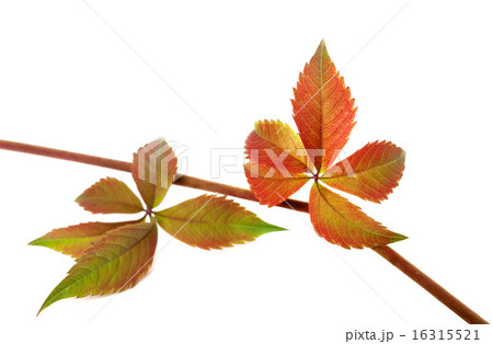 Multicolor autumn twig of grapes leaves 16315521