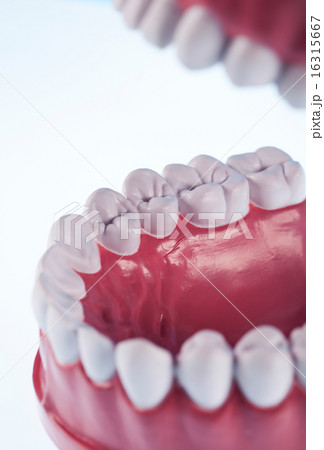 Anatomy of the tooth, bright colorful tone concept Anatomy of the tooth, bright colorful tone concept 16315667
