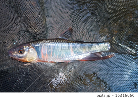 友釣りで掛かったオイカワ 16316660