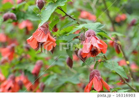 アプチロン アプチロン 16316903