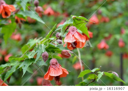 アプチロン 16316907