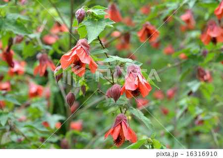 アプチロン 16316910