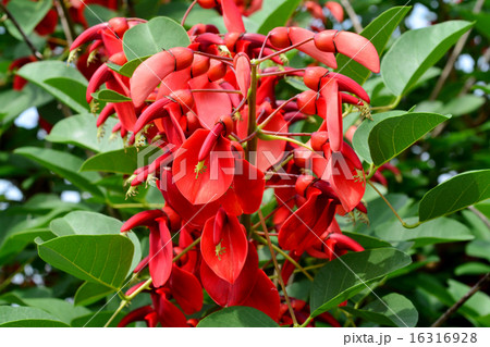 アメリカデイゴ 16316928