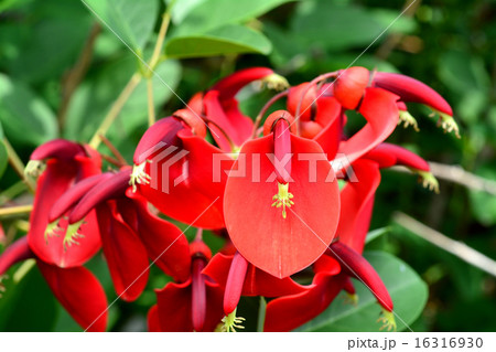 アメリカデイゴ 16316930