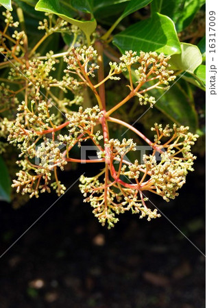 サンゴジュ・花の後 16317009