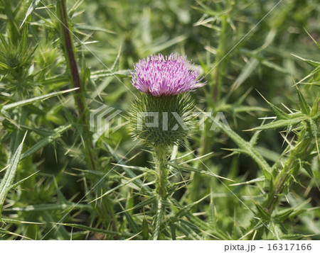 アザミの花 16317166