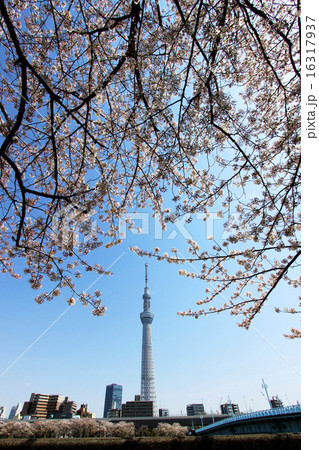 東京スカイツリーと桜 東京スカイツリーと桜 16317937