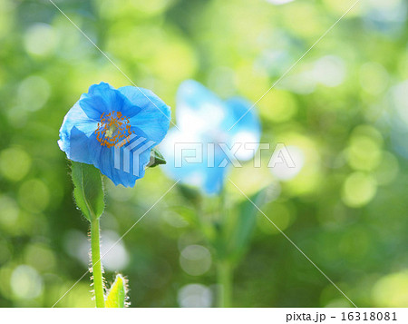 ヒマラヤの青いケシ 16318081