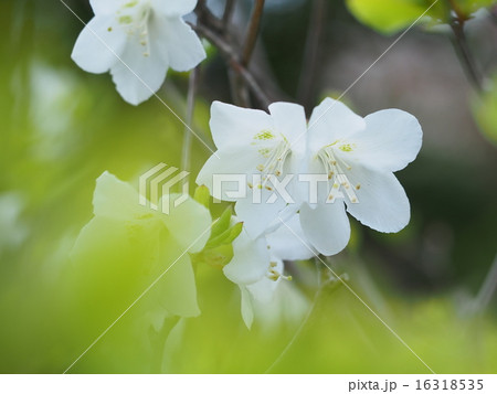 五葉つつじの花 五葉つつじの花 16318535