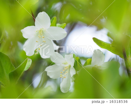 五葉つつじの花 16318536