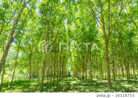 Rubber tree row agricultural 16318753