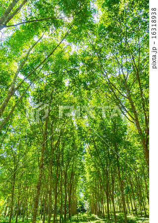 Rubber tree row agricultural 16318938