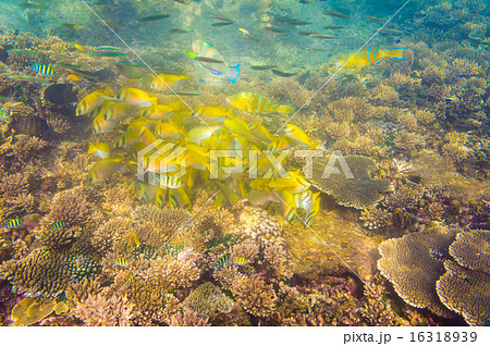 School Yellow Fish, Coral reef with corals 16318939