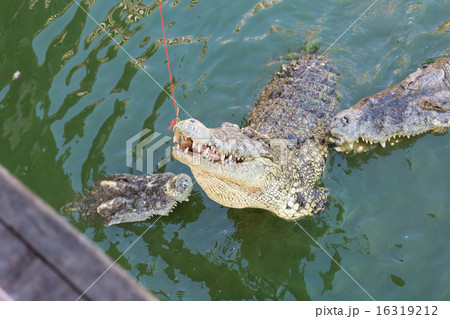 Head of a crocodile in the water 16319212