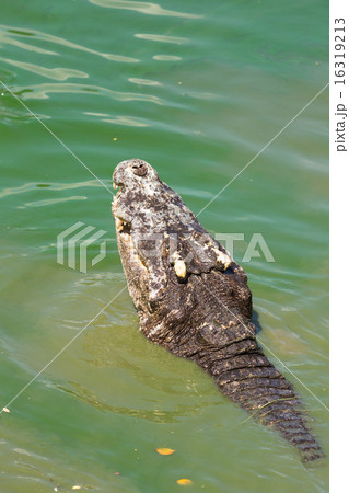 Head of a crocodile in the water 16319213