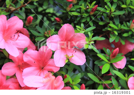 Pelargonium geranium group bright cerise 16319301