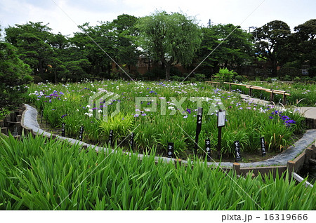 堀切菖蒲園 堀切菖蒲園 16319666