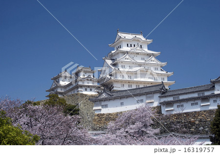 姫路城と桜、改修後-6 16319757