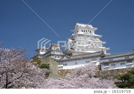 姫路城と桜、改修後-8 姫路城と桜、改修後-8 16319759