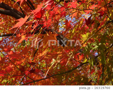 秋の風景　もみじ・かえで 16319760
